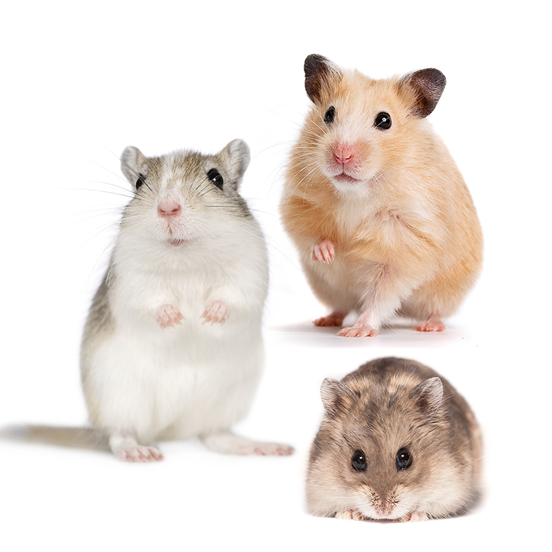 Syrian Short Coat Hamsters For Sale at Pet Lovers Centre Singapore
